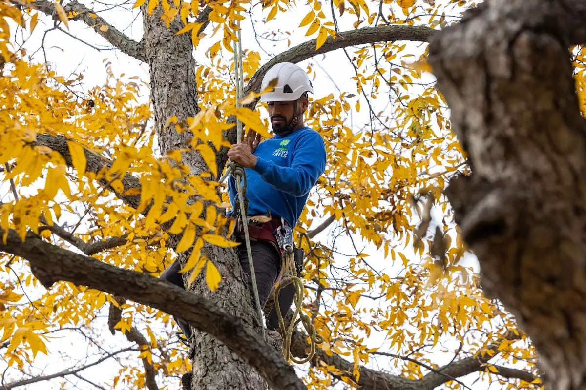 Skilled Tree Planing crew working in Wellsville
