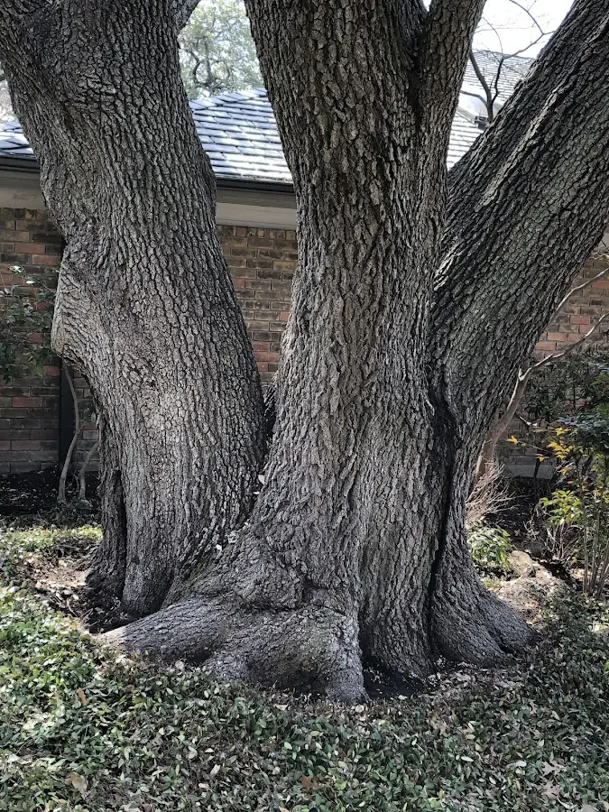 Mature heritage tree close to a Wellsville property cared for by certified arborists